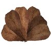 Catappa hojas 12-18cm 10 unidades