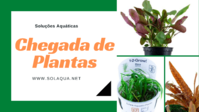 Chegada de Plantas Tropica 05/05/2022