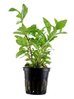 Hygrophila polysperma Rosanervig