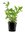 Hygrophila polysperma Rosanervig
