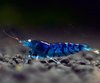 Caridina Blue Tiger Orange Eyes