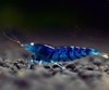 Caridina Blue Tiger Orange Eyes