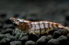 Caridina Babaulti Stripes