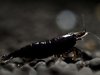 Neocaridina Black Sakura