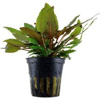 Plantas Tropica em Vaso