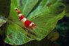 Caridina Crystal Red