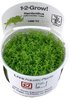 Micranthemum callitrichoides Cuba 1-2-Grow
