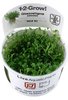 Glossostigma elatinoides 1-2 Grow