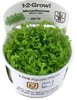 Micranthemum tweediei Monte Carlo 1-2-Grow