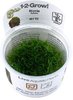 Riccia fluitans 1-2 Grow