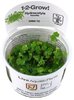 Hydrocotyle tripartita 1-2 Grow