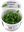 Hydrocotyle tripartita 1-2 Grow