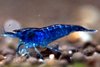 Neocaridina Blue Dream