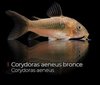 Corydora Aeneus - Bronce