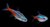 Tetra Neon- Paracheirodon Innesi