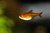 Tetra Ambar Hyphessobrycon Amandae