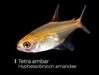 Tetra Ambar Hyphessobrycon Amandae