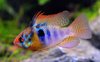 Mikrogeophagus Ramirezi German  Blue