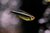 Neon Negro Hyphessobrycon Herbertaxelrodi