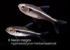 Neon Negro Hyphessobrycon Herbertaxelrodi