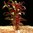Alternanthera Reineckii Var Rosaefolia