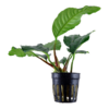 Anubias barteri var. 'Coffeifolia'