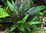 Cryptocoryne Wendtii Green