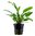 Cryptocoryne Wendtii Green