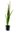 Vallisneria Spiralis Tiger