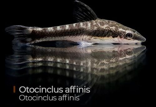 Otocinclus Affinis