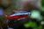 Tetra Cardinal- Paracheirodon Axelrodi