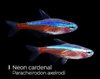 Tetra Cardinal- Paracheirodon Axelrodi