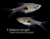 Rasbora Hengeli