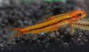 Yunnanilus sp. rosy