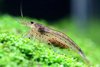 Japonica - Caridina Multidentata