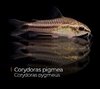 Corydora Pygmeus - pigmeo