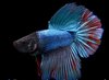 Betta Splendens