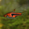 Rasbora Espei