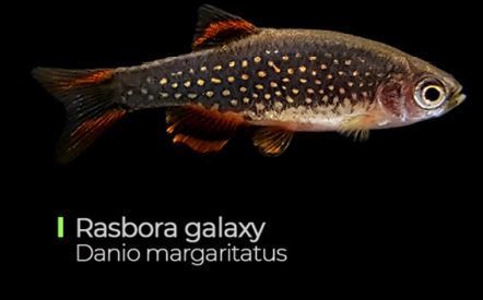 Celestichthys Margaritatus - Rasbora Galaxy