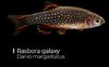 Celestichthys Margaritatus - Rasbora Galaxy