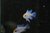 Mikrogeophagus Ramirezi Electric Blue