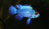 Mikrogeophagus Ramirezi Electric Blue