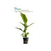 Anubias heterophylla