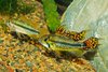 Apistogramma Cacatuoides Double & Triple Red Macho