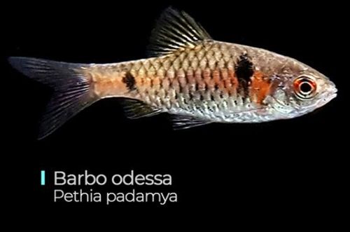 Barbo Odessa
