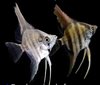 Pterophyllum scalare Zebra