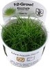 Eleocharis Pusilla (mini) 1-2-Grow