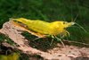 Neocaridina Davidi Yellow