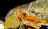 Caridina Tangerine Tiger