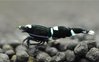 Taiwan Bee King Kong "Mix"